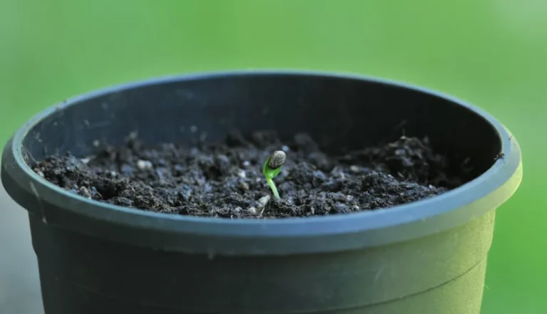 The Complete Guide to Sprouting: Essential Conditions for Success