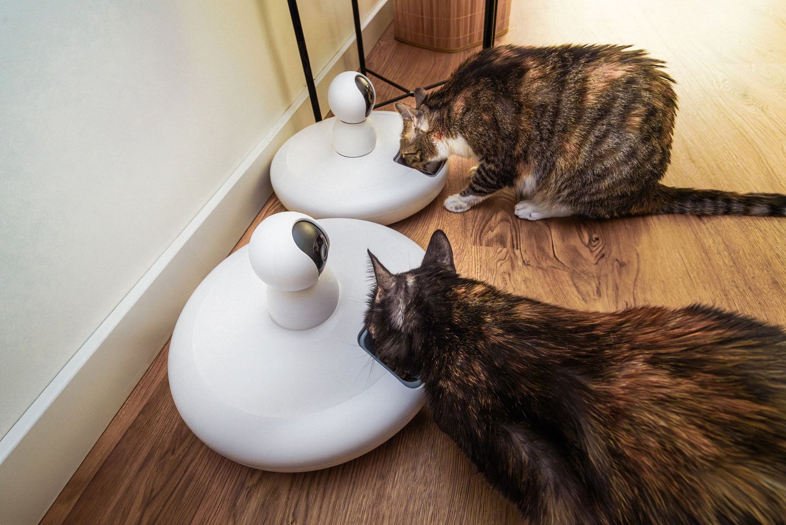 The Rise of PetTech: Smarter Solutions for Modern Pet Owners